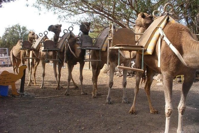 skip-the-line-camel-park-tenerife-ticket