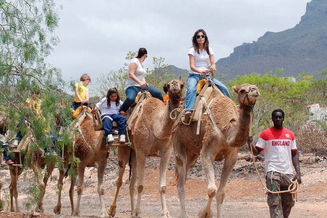 skip-the-line-camel-park-tenerife-ticket