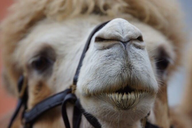 skip-the-line-camel-park-tenerife-ticket