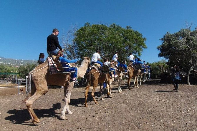 skip-the-line-camel-park-tenerife-ticket