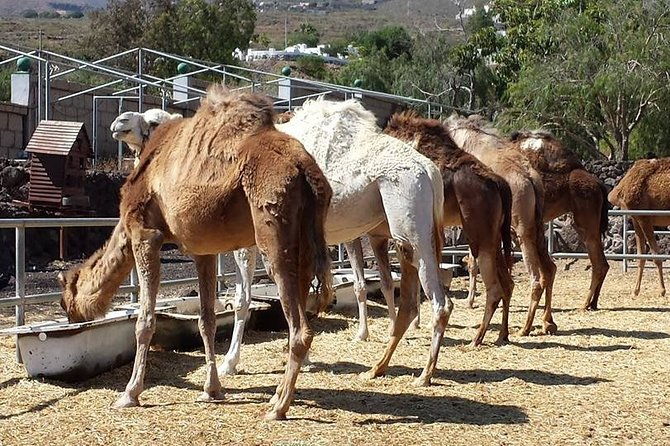 skip-the-line-camel-park-tenerife-ticket