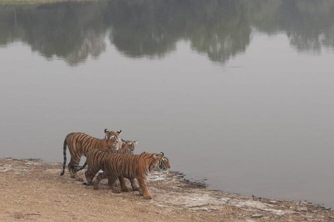 Skip-the-Line Entry for Ranthambore Gypsy Safari - Key Points