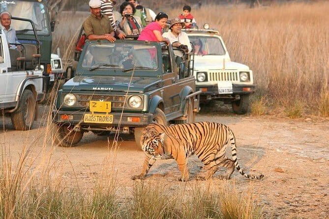 Skip-the-Line Entry for Ranthambore Gypsy Safari - Transport and Group Size