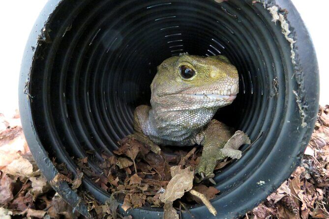 Skip the Line: Franz Josef Wildlife Center Ticket with Optional Backstage Pass - The Details of Your Wildlife Experience