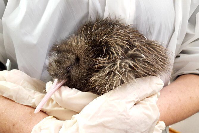 Skip the Line: Franz Josef Wildlife Center Ticket with Optional Backstage Pass - The Value of Your Visit