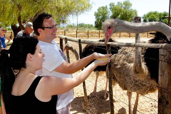 Skip the Line: Highgate Ostrich Farm Tour Ticket - A Detailed Look at the Highgate Ostrich Farm Tour