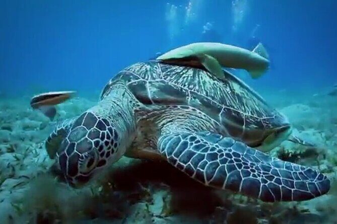Skip the Line Hurghada Grand Aquarium transfer & entrance - The Itinerary Breakdown: What You Can Expect