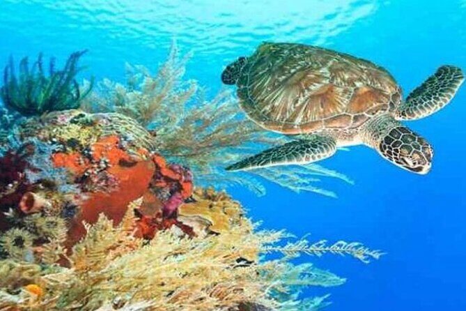Skip the Line Hurghada Grand Aquarium transfer & entrance - The Sum Up