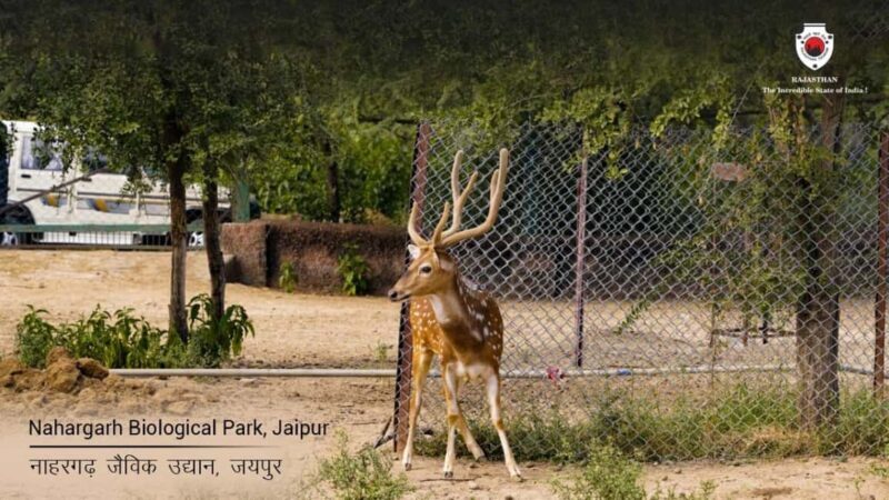 Skip The Line : Nahargarh Biological Park Tour, Jaipur - The Sum Up