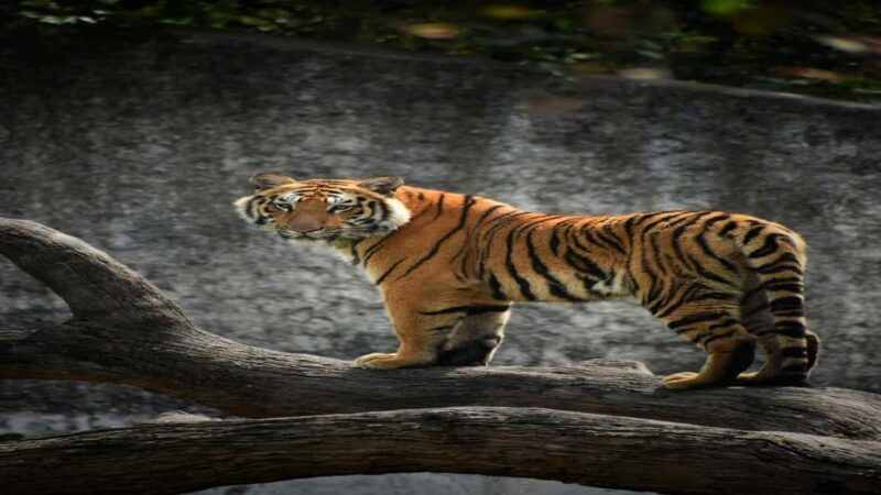 Skip The Line : Nahargarh Biological Park Tour, Jaipur - FAQs