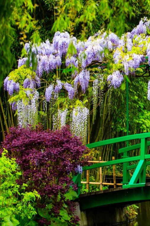 skip-the-line-private-morning-visit-claude-monets-garden