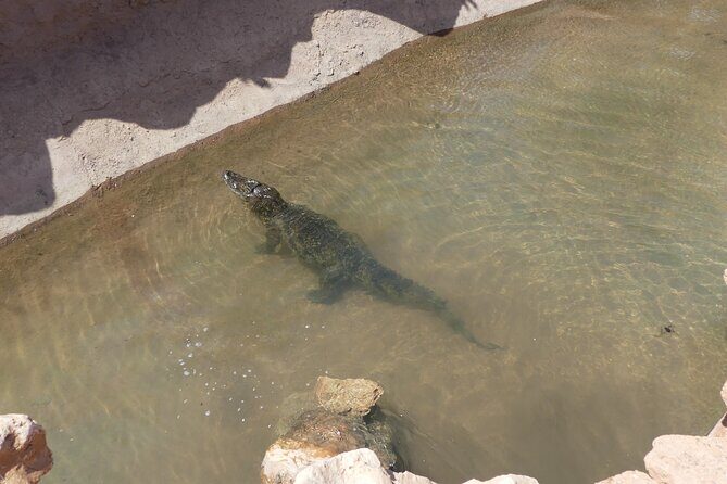 Skip the Line Ticket to Crocoparc with Optional Transfert - FAQ