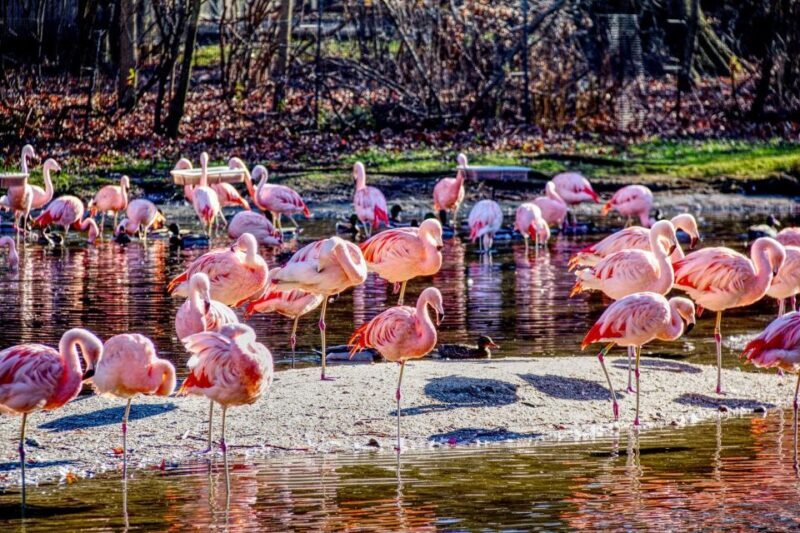 Skip-the-line Tickets to Bronx Zoo with Private Transfers - Why Choose This Bronx Zoo Tour?  