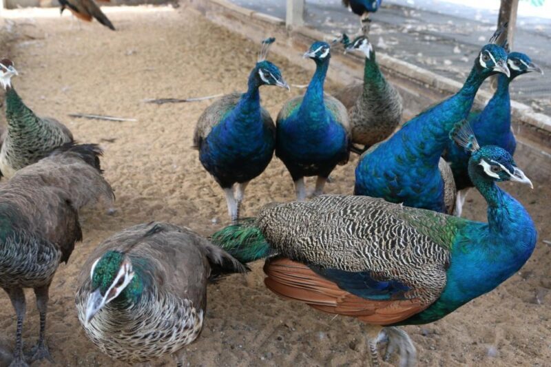 Skip-the-line Tickets to Bronx Zoo with Private Transfers - Who Will Love This Experience?  