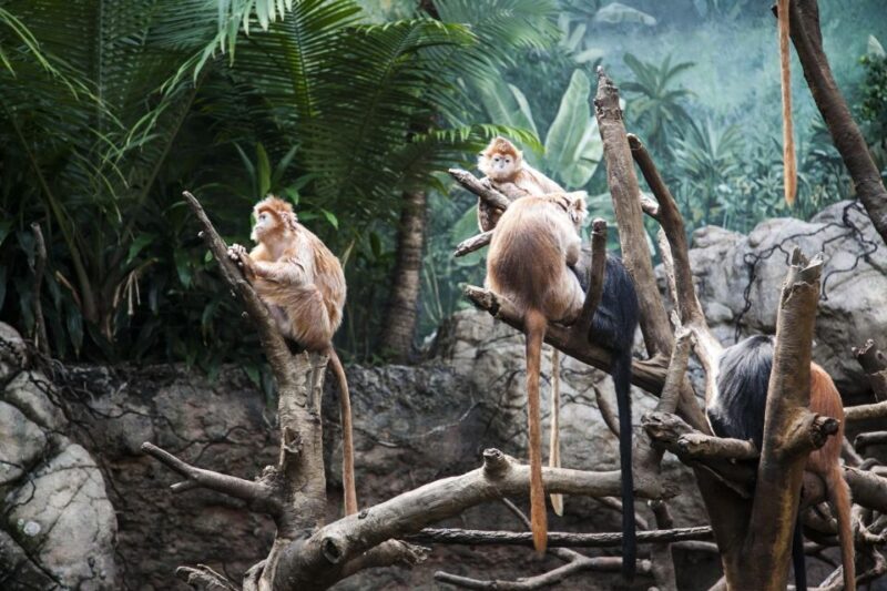 Skip-the-line Tickets to Bronx Zoo with Private Transfers - Final Thoughts  