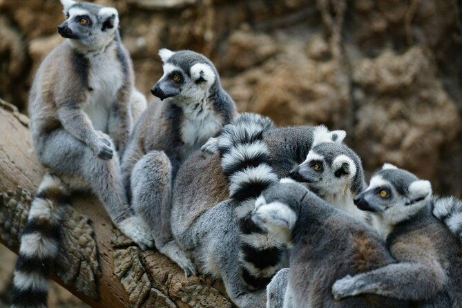 skip-the-line-tickets-to-bronx-zoo-with-private-transfers