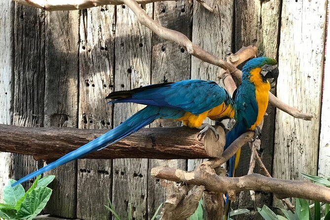 Skip the Line: World of Birds Admission Ticket - In-Depth Look at the Itinerary