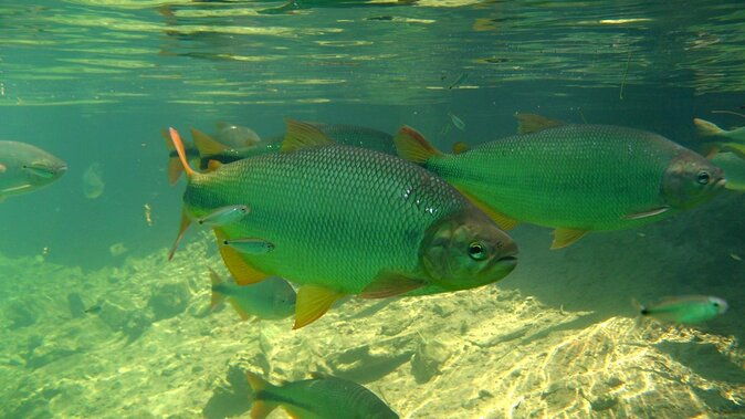 skip-the-linerecanto-ecologico-rio-da-prata-ticket-including-trail-snorkeling