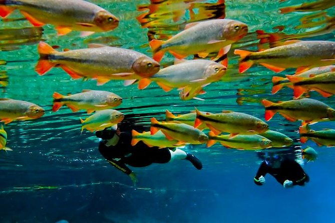 skip-the-linerecanto-ecologico-rio-da-prata-ticket-including-trail-snorkeling