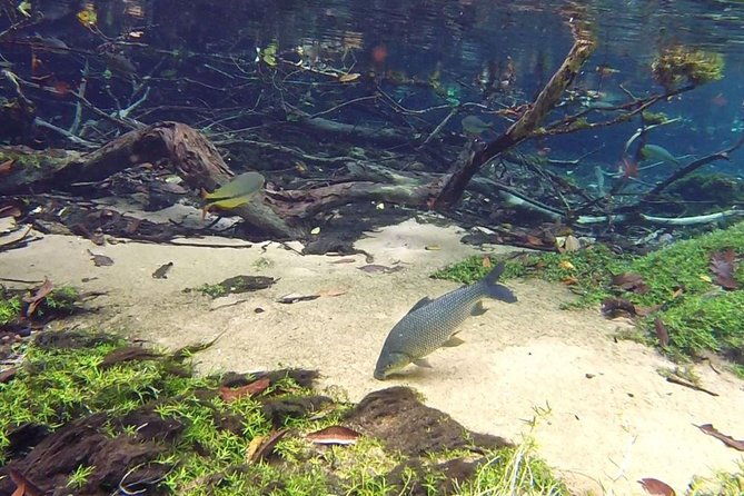 skip-the-linerecanto-ecologico-rio-da-prata-ticket-including-trail-snorkeling