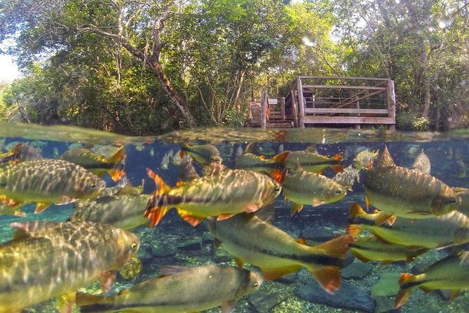 skip-the-linerecanto-ecologico-rio-da-prata-ticket-including-trail-snorkeling