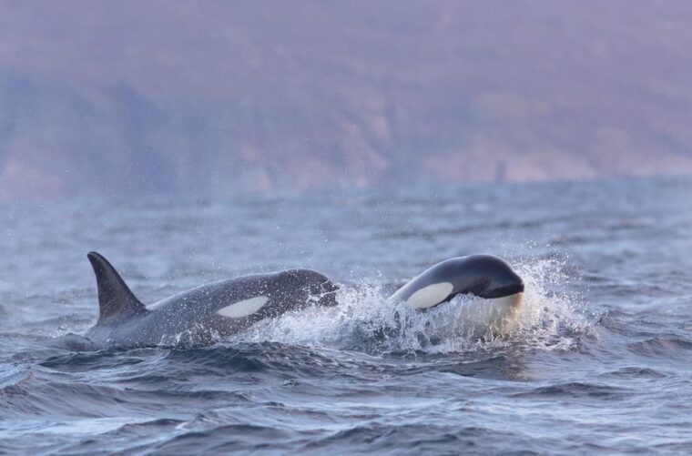 skjervoy-orca-and-whale-watching-comfort-heated-boat-trip