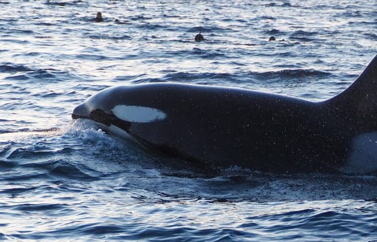 skjervoy-whale-and-orca-watching-tour-by-rib-boat