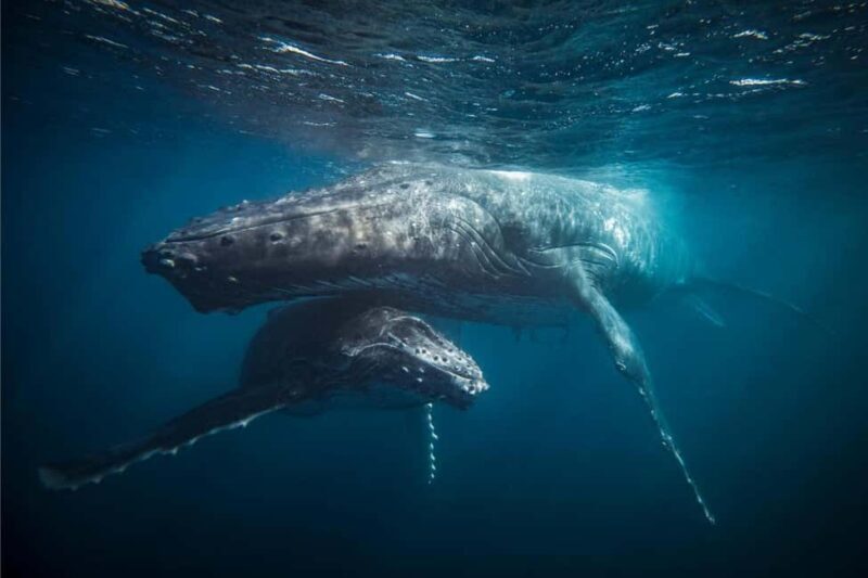 Skjervøy: Whale-Watching RIB Tour (No transfer from Tromso) - The Experience in Detail
