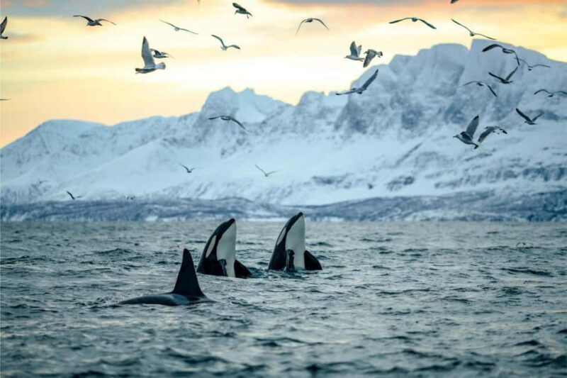 Skjervøy: Whale-Watching RIB Tour (No transfer from Tromso) - Authentic Feedback from Past Participants