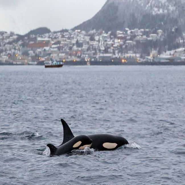 Skjervøy: Whale-Watching RIB Tour - What to Expect From the Whale-Watching RIB Tour