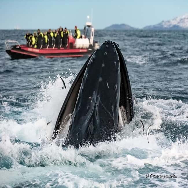 Skjervøy: Whale-Watching RIB Tour - Final Words: Is It Worth It?