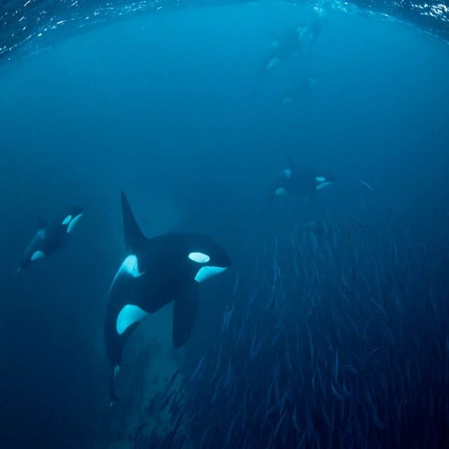 Skjervøy: Whale-Watching RIB Tour - FAQ