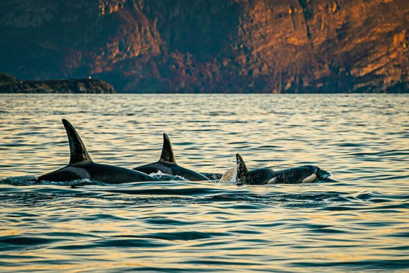 skjervoy-whale-watching-with-rib-boat-and-local-guide