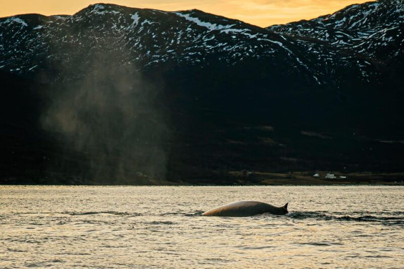 skjervoy-whale-watching-with-rib-boat-and-local-guide
