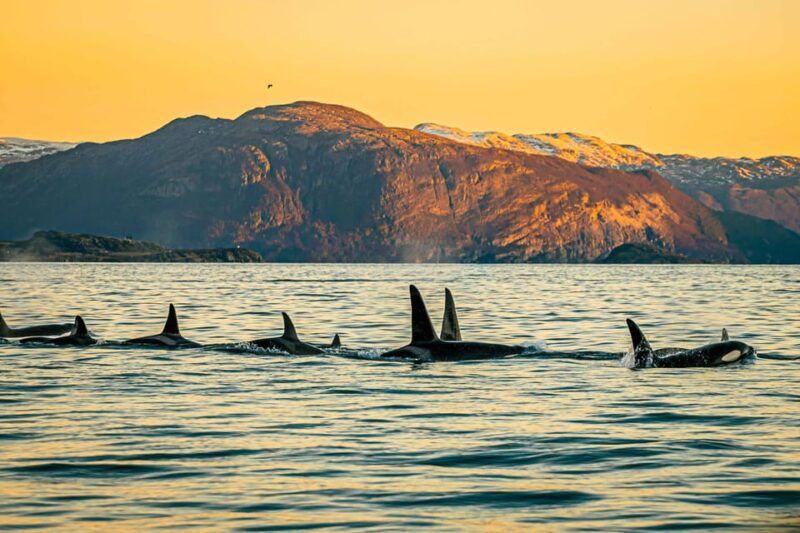 skjervoy-whale-watching-with-rib-boat-and-local-guide