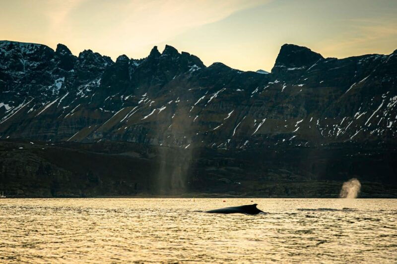skjervoy-whale-watching-with-rib-boat-and-local-guide