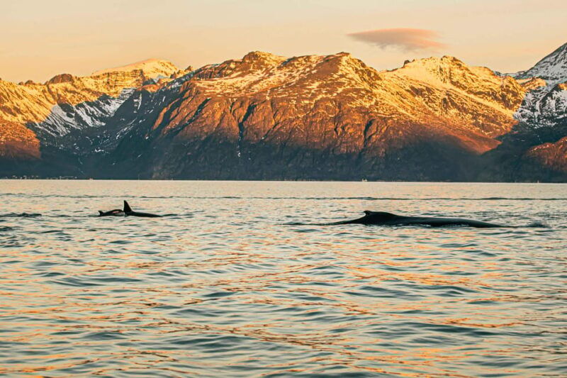 skjervoy-whale-watching-with-rib-boat-and-local-guide