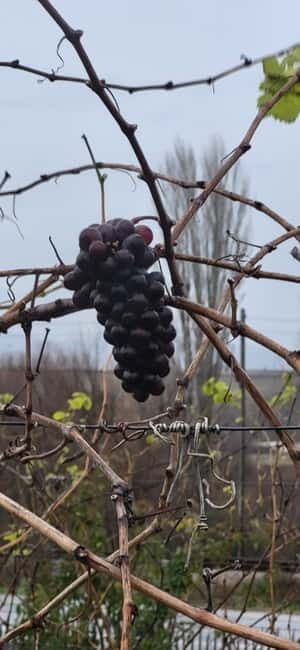 Skopje: Half-Day Stobi Wine Tour - FAQ