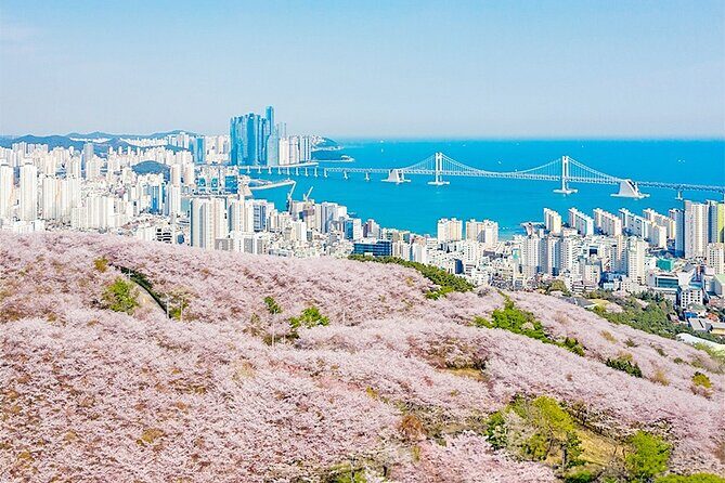 Sky Capsule with Cherry Blossom & Spring Flowers Tour from Busan - FAQ