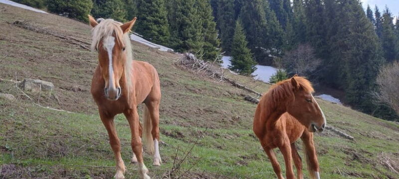 Skyline Hike in Almaty: Bukreev Peak - Who Will Love This Tour?