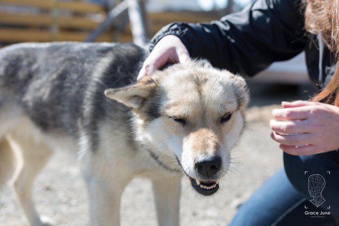 Sled Dog Adventure and Pan for Gold in the Yukon - The Sled Dog Experience
