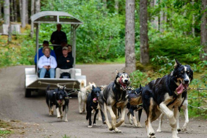 Sled Dog Adventure in Skagway - An In-Depth Look at the Sled Dog Adventure in Skagway