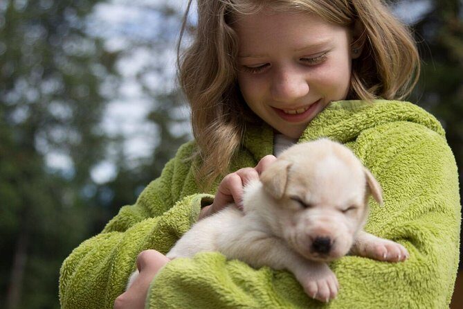 Sled Dog Discovery in Juneau - Is This Tour Worth It?