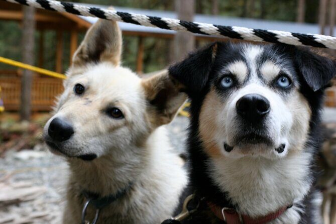 Sled Dog Discovery in Juneau - FAQs