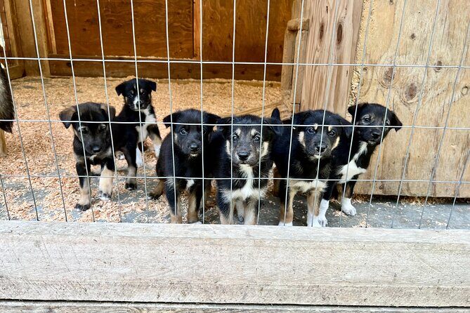 Sled Dog Discovery in Juneau - Final Thoughts