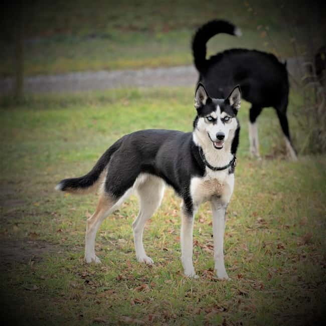 SLED DOG KENNEL VISIT TARTU COUNTRY ESTONIA - A Closer Look at the Sled Dog Kennel Experience in Tartu County