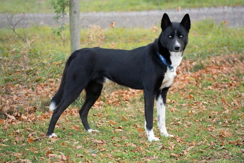 SLED DOG KENNEL VISIT TARTU COUNTRY ESTONIA - Final Words