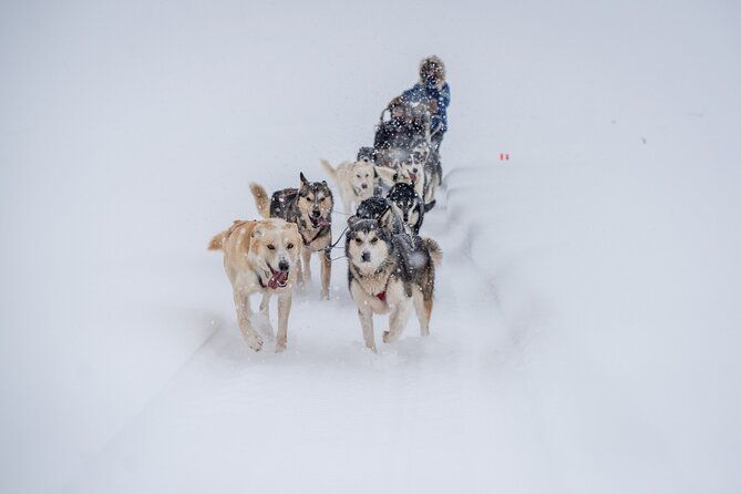 sled-dog-sampler-ride-in-fairbanks-2
