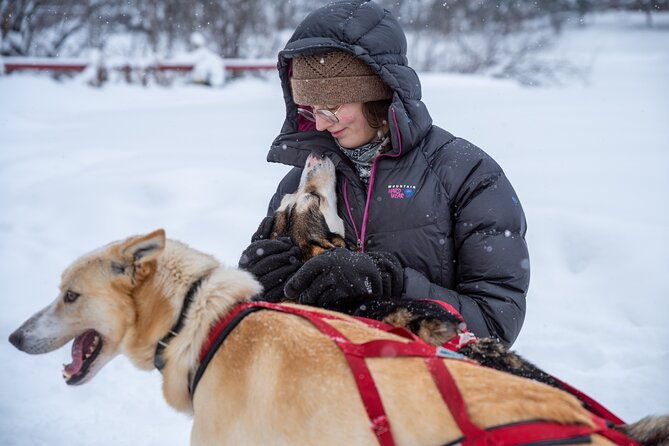 sled-dog-sampler-ride-in-fairbanks