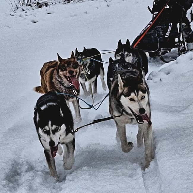 SLED DOGS VISIT & DRIVE ROUND TARTU COUNTRY ESTONIA - The Itinerary: What to Expect from Start to Finish